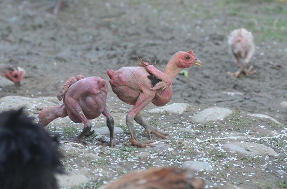 İsrail'e 'tüysüz tavuk' tepkisi