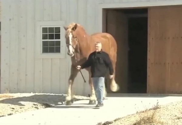 Bu atın büyüklüğünü görünce gözlerinize inanamayacaksınız!