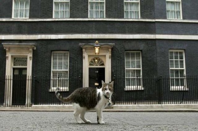 İşte İngiltere 'dışişlerinden' sorumlu kedi!