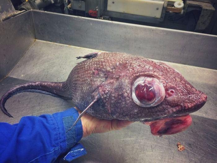İnanılmaz ama bu korkunç balıklar denizden çıktı