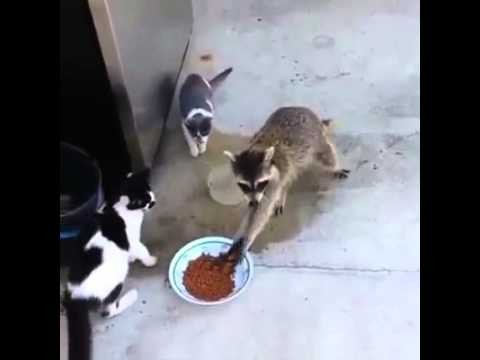 Hayvanların komik yemek halleri