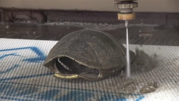 Kaplumbağa kabuğunun içinde ne var