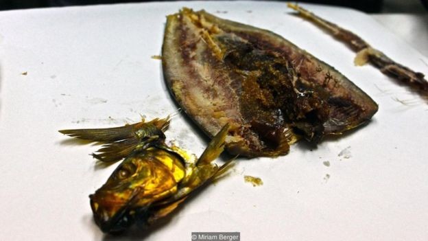 Mısırlılar neden kokmuş balık yiyor
