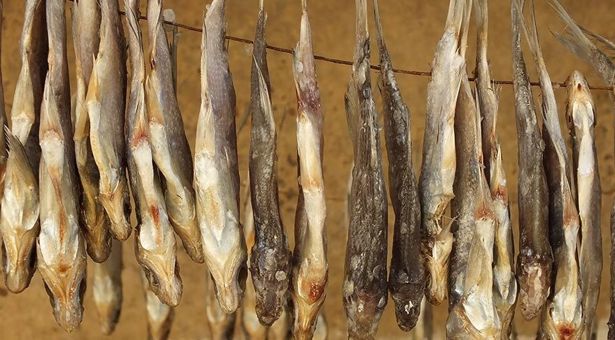 Mısırlılar neden kokmuş balık yiyor