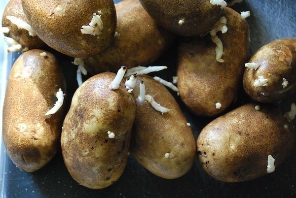 Dikkat! Patates zehirleyebilir