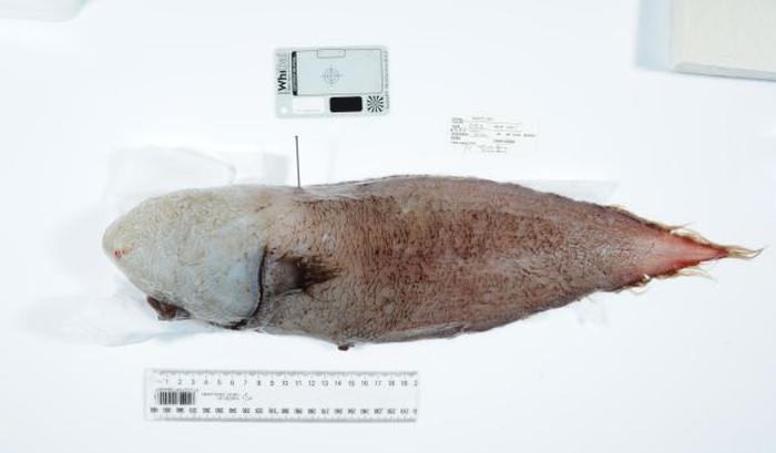 Yüzsüz balık 150 yıl sonra ilk kez görüntülendi