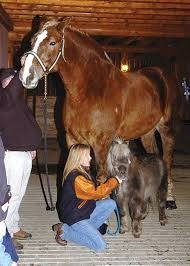 Bu atın büyüklüğünü görünce gözlerinize inanamayacaksınız!