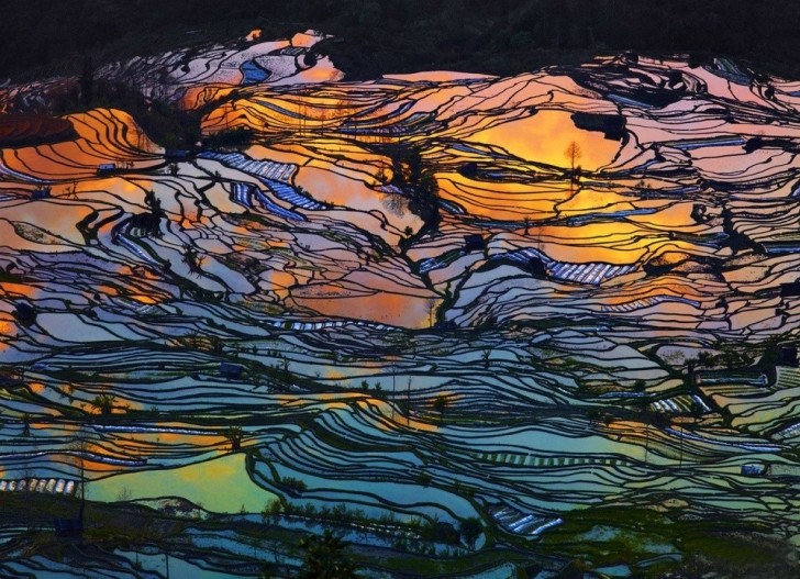 Bunlar Van Gogh tabloları değil Çin'deki inanılmaz pirinç tarlaları