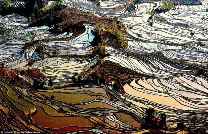 Bunlar Van Gogh tabloları değil Çin'deki inanılmaz pirinç tarlaları