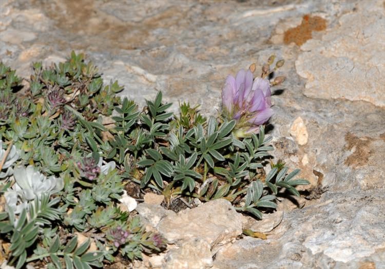 Erzurum'da yeni bitki türü bulundu