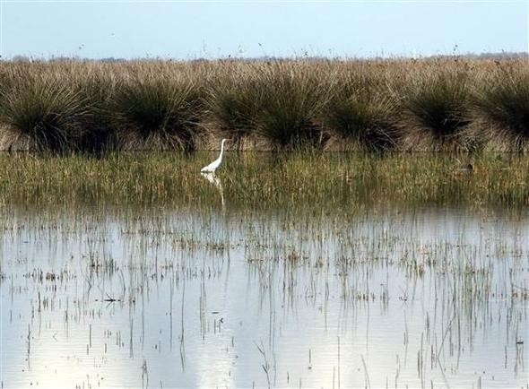 Kızılırmak Deltası Kuş Cenneti'ne girişlere sınırlama