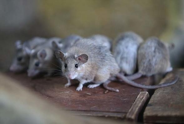 Yer Bursa… Bu fareler koruma altına alındı