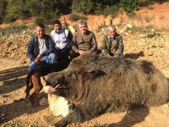 350 kiloluk domuz şaşırttı
