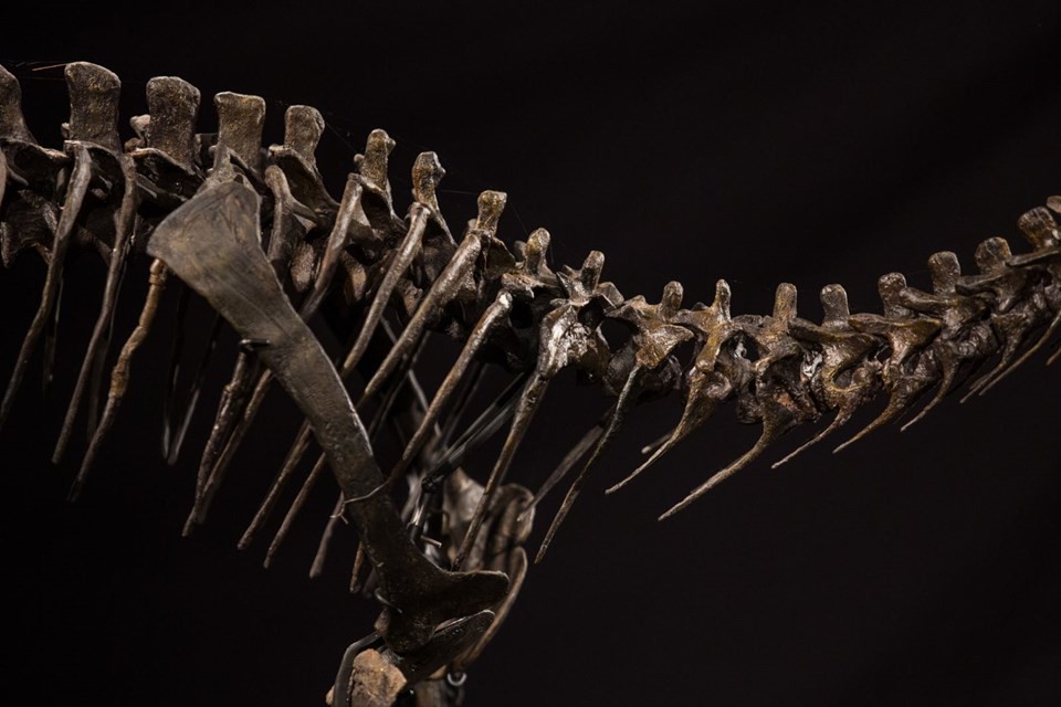 Arjantin’de yeni bir dinozor türü bulundu