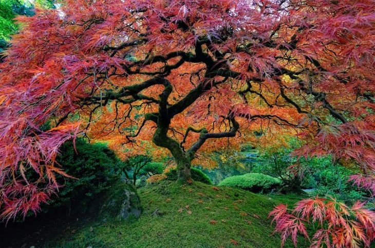 Dünyanın en güzel16 ağacı