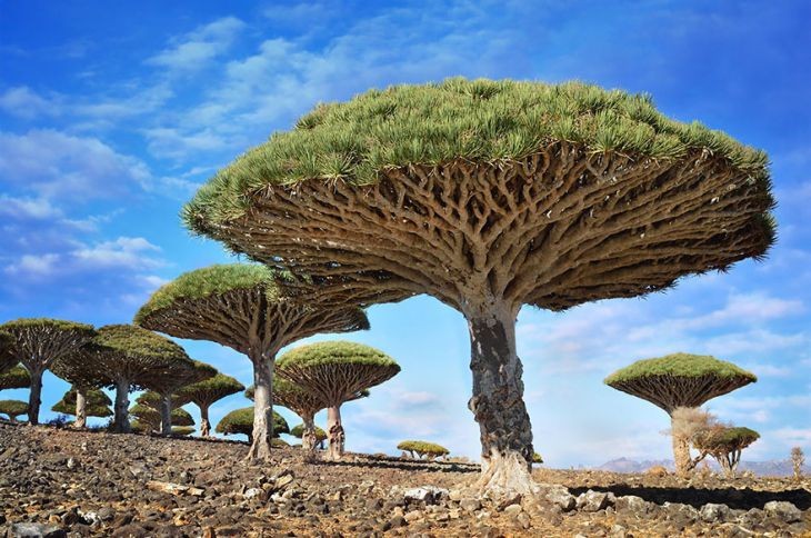 Dünyanın en güzel16 ağacı
