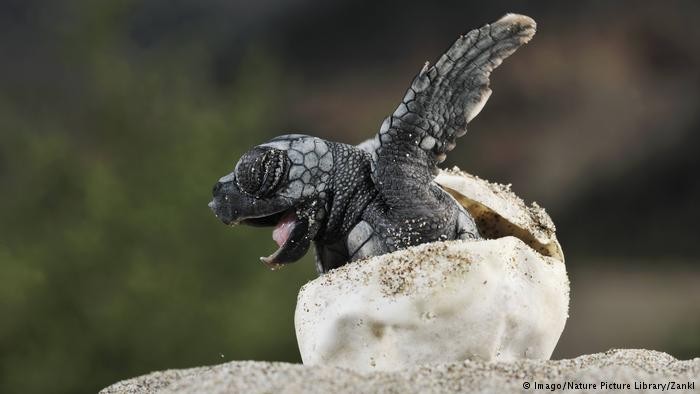 Erkek deniz kaplumbağalarının nüfusu tehlikede!