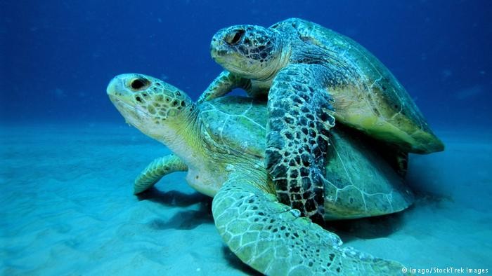 Erkek deniz kaplumbağalarının nüfusu tehlikede!