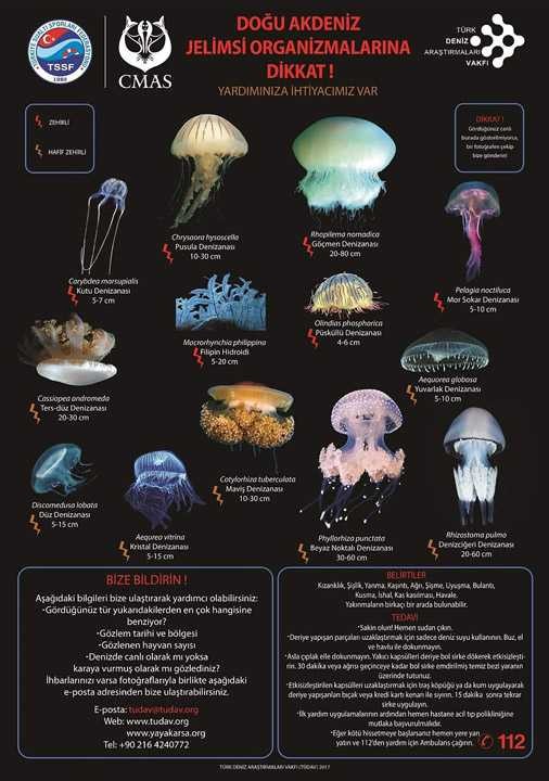 TÜDAV'dan zehirli deniz analarına  dikkat Posteri