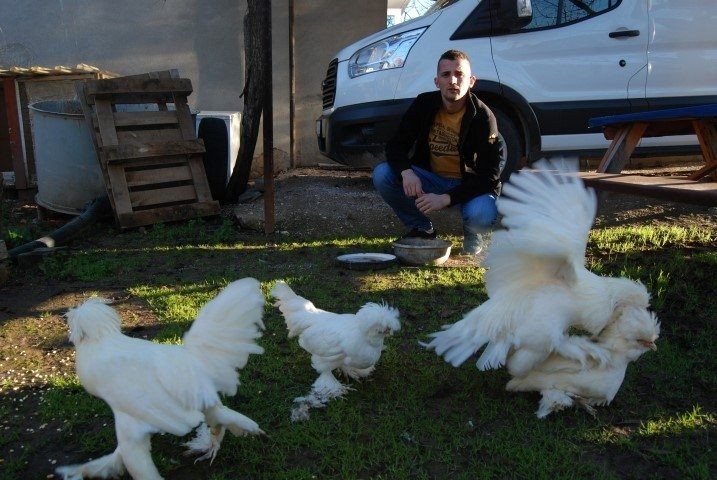 Bu tavukların tanesi 2 bin yumurtası 40 lira