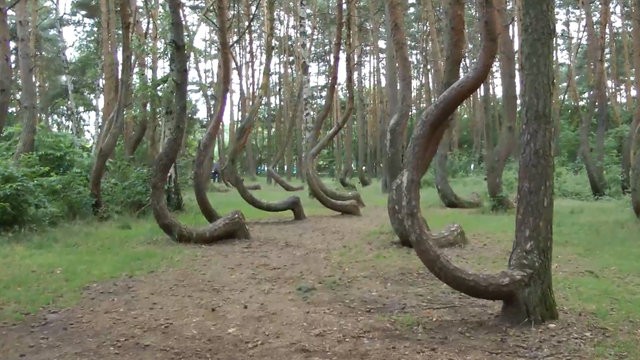 Polonya'daki eğri orman gizemini koruyor!