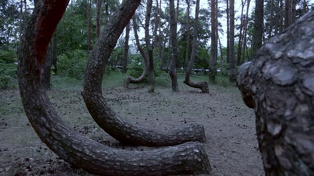 Polonya'daki eğri orman gizemini koruyor!