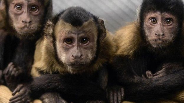 Maymunlarla yapılan para deneyinin şaşırtıcı sonuçları