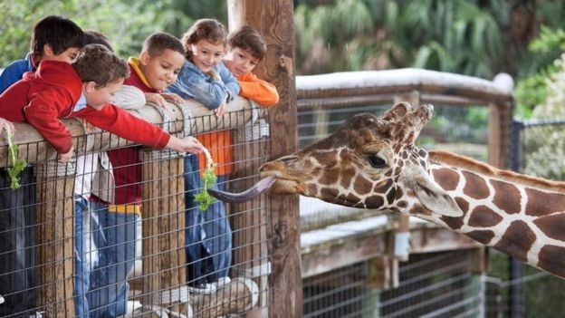 Klonlanan nesli tükenmiş hayvanlardan hayvanat bahçesi