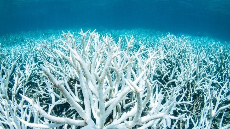 Mercan kayalıklarına 400 milyon dolar bütçe
