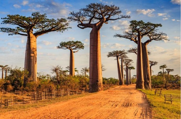 Binlerce yıllık dev ağaçlar ölmeye başladı