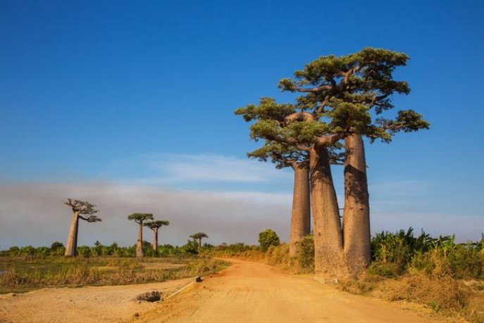 Binlerce yıllık dev ağaçlar ölmeye başladı