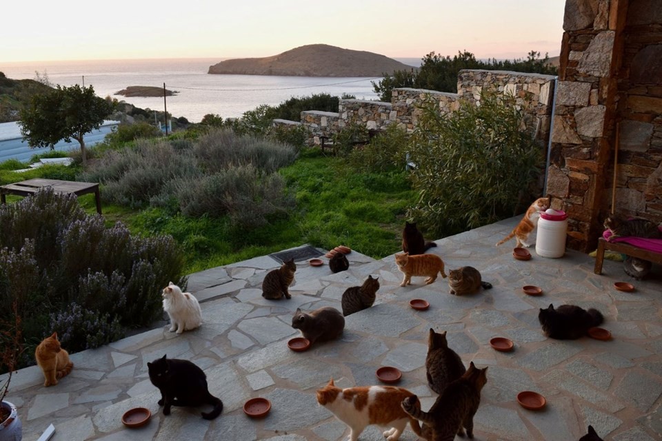 Deniz manzarası eşliğinde 55 kediye bakıp maaş almak ister misiniz?