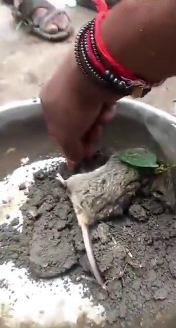 Hindistan'da tarlada bulunan fare şoke etti!