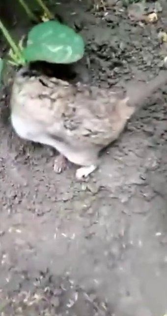 Hindistan'da tarlada bulunan fare şoke etti!