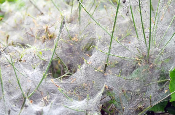 Yunanistan'da bir kasabada tüm sahil örümcek ağlarıyla kaplandı