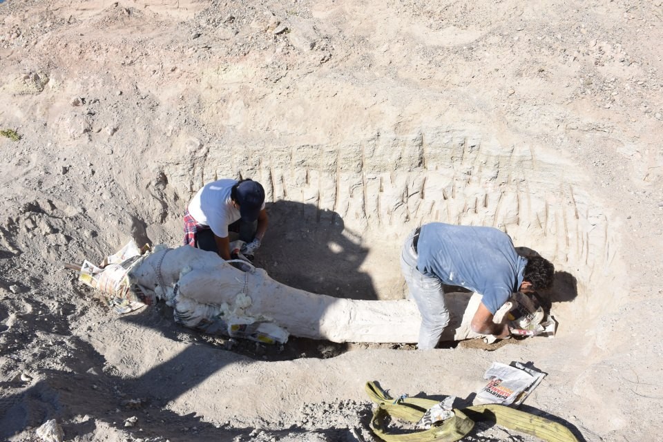 7,5 milyon yıllık fosiller özel yöntemle taşındı