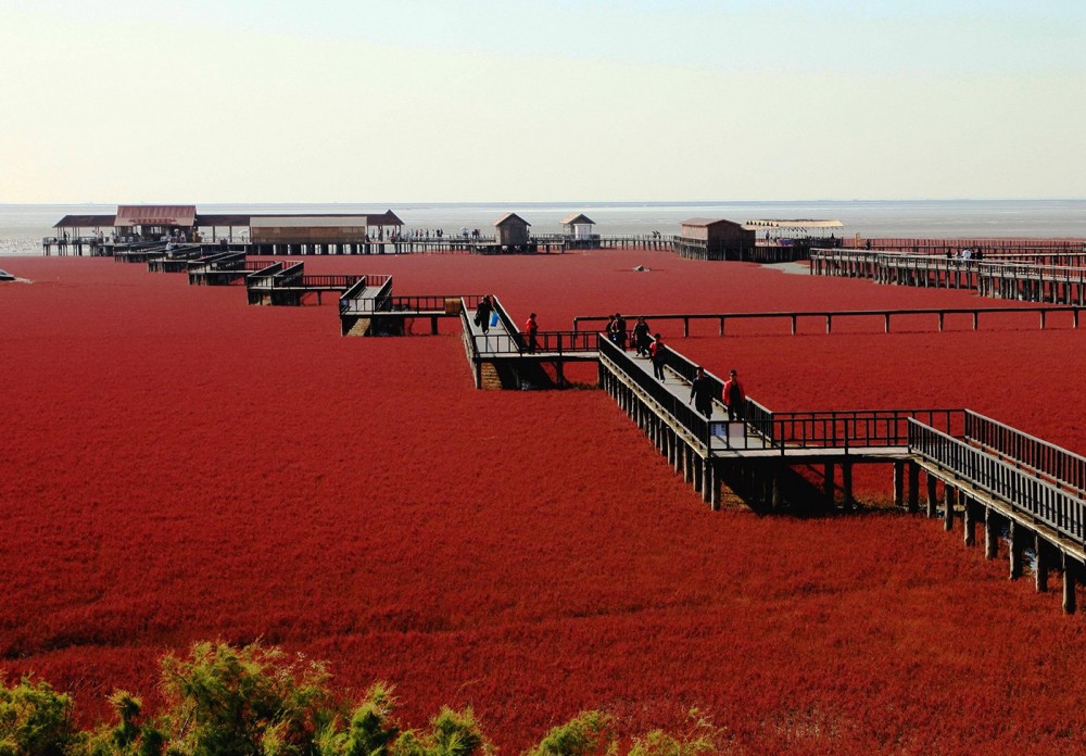 Çin’in göz alıcı güzelliği: Kırmızı Plaj