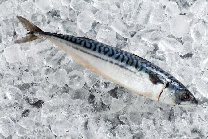 Taze balık mı dondurulmuş balık mı daha sağlıklı?