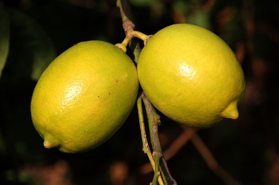 Limonla kişilik testi