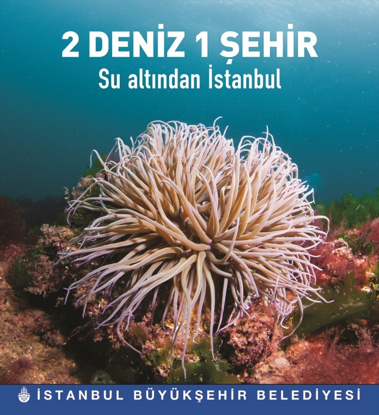İstanbul'un su altı zenginliği dünyaya tanıtılacak 