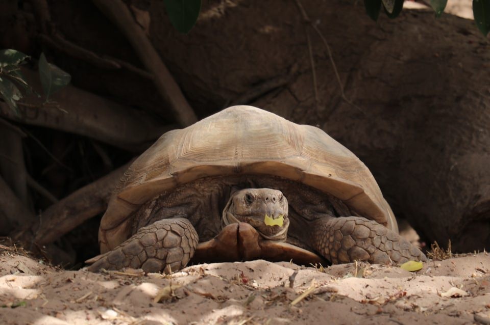 Kaplumbağalara ait bir köy: 'Keur Mbonatt Yi'