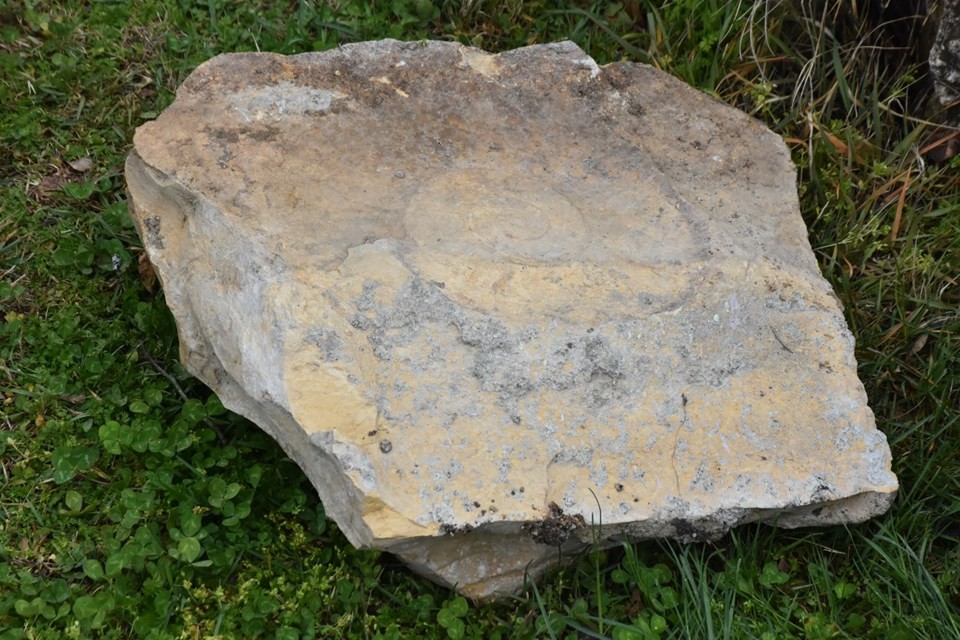 Adıyaman'da dev salyangoz fosili bulundu