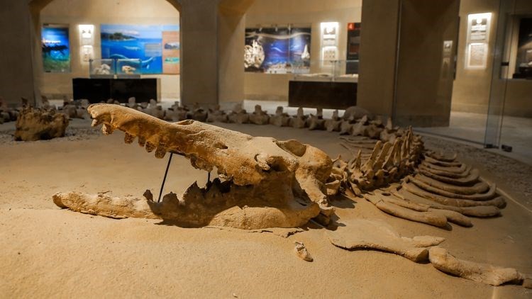 Mısır çöllerindeki 40 milyon yıllık balina fosilleri