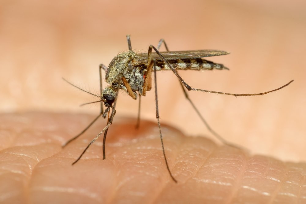 Sivrisinekler en çok kimleri ısırır?