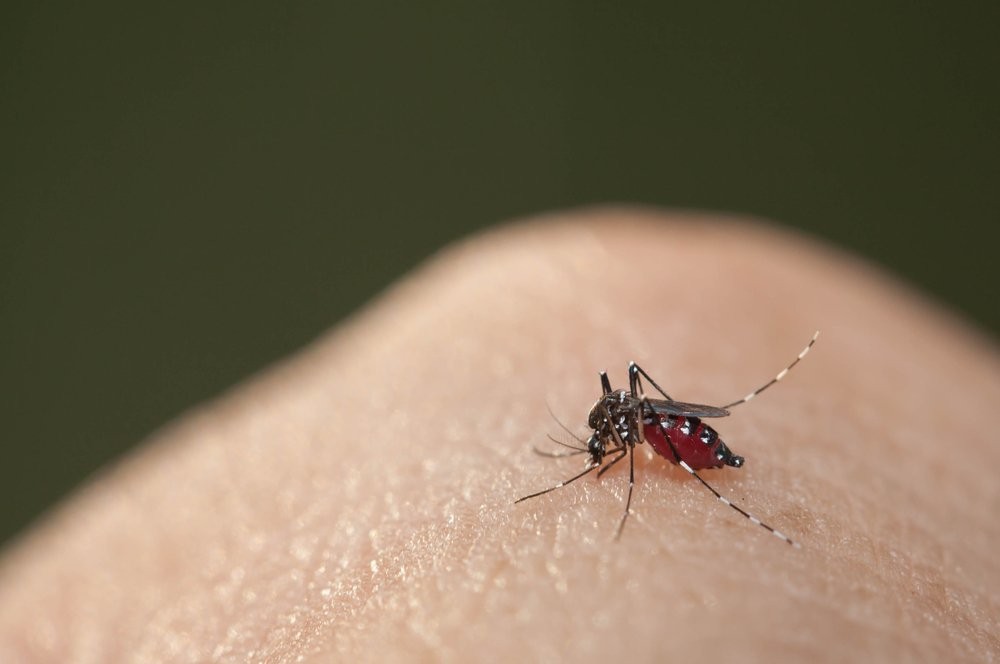 Sivrisinekler en çok kimleri ısırır?