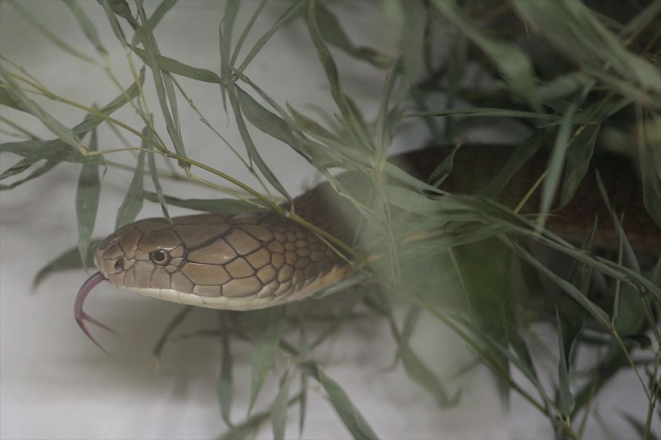  Zagreb'de En zehirli yılanlar sergilendi
