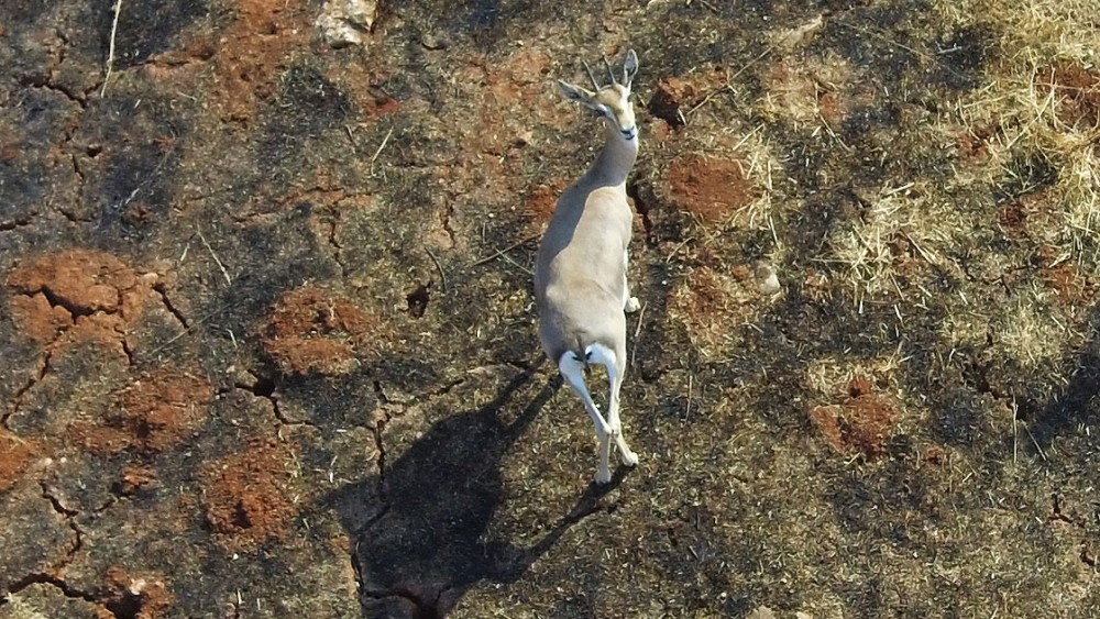 'Gazella gazella' türü dağ ceylanlarının varlığı artıyor