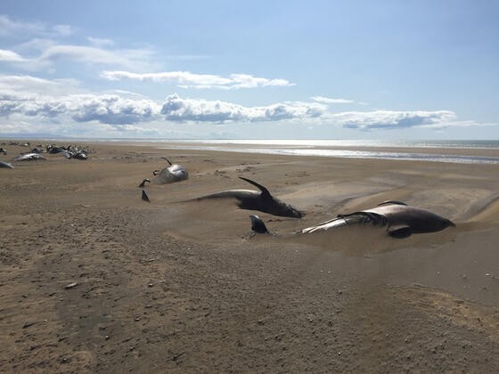 İzlanda'da 50 balina kıyıya vurdu