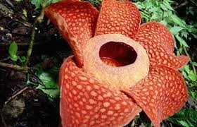 Dünyanın en büyük çiçeği bulundu