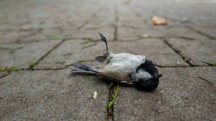 Önemli 'salgın' uyarısı: Ölü kuş görürseniz sakın dokunmayın!